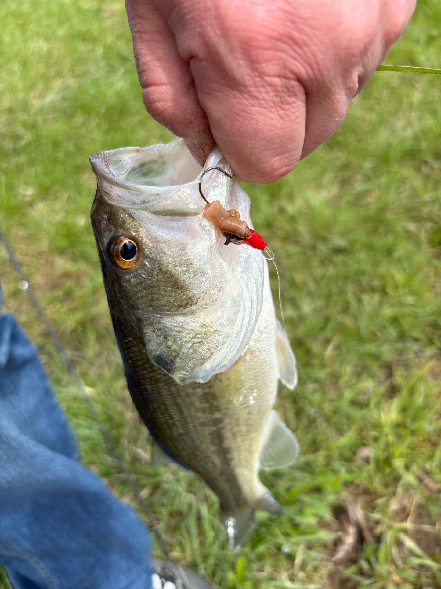 Hook Array™ - Fully loaded with your choice of hook connector color (Patent Pending)